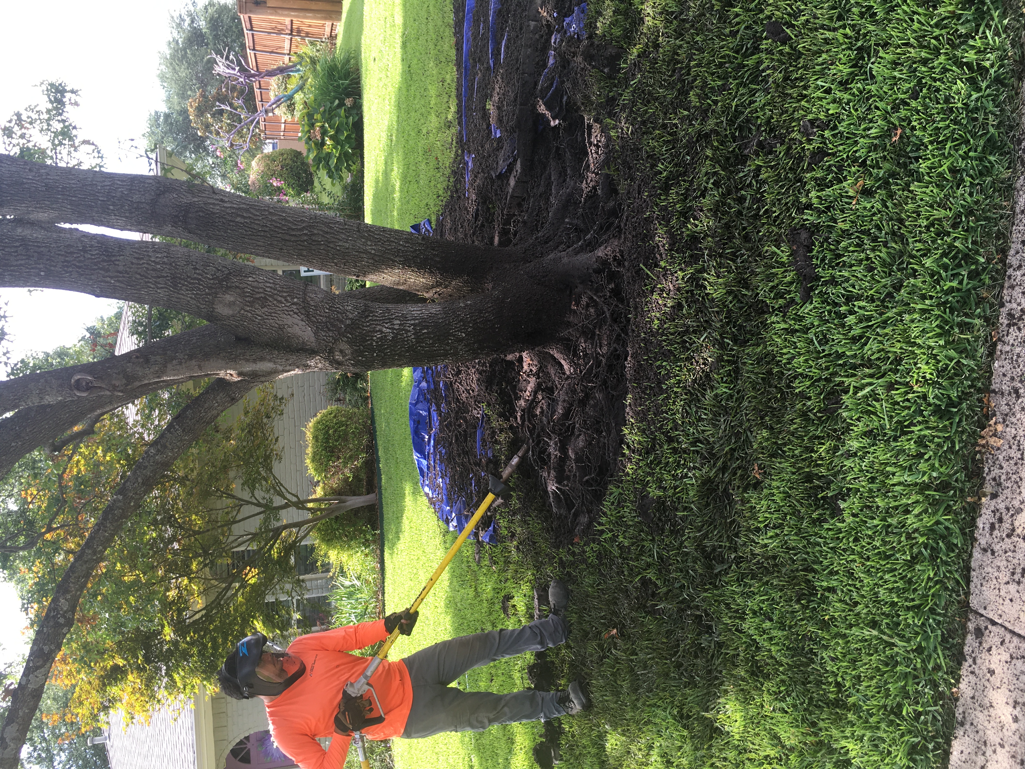 Aspen Tree Service air spade work around the base of a mature tree